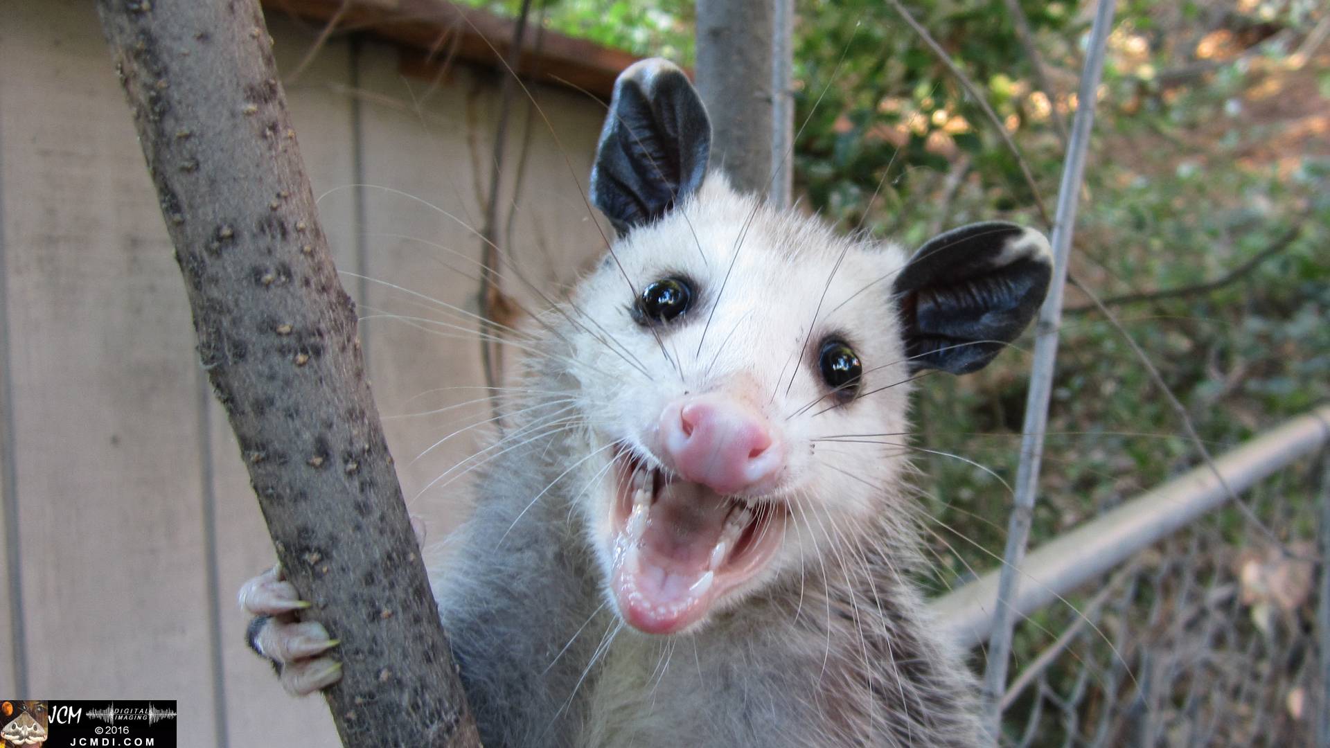 Opossum close-up